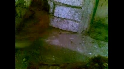 паламарски гълъби на гюрсел от киченица