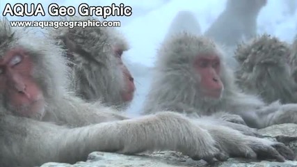 Japanese Snow Monkey in hot spring 