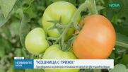 Новините на NOVA (11.06.2026 - 8.00)