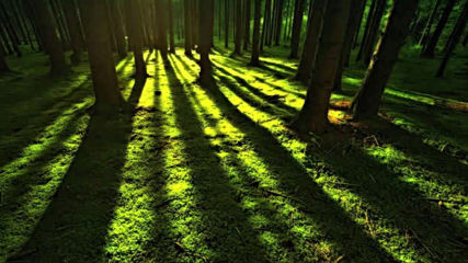 Relaxing Celtic Music Shadows in Green Soothing Harp Music 1 hour