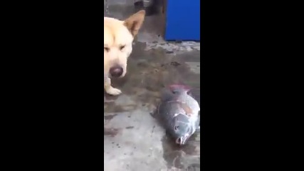 Куче помага на уловени риби, като ги пръска с вода