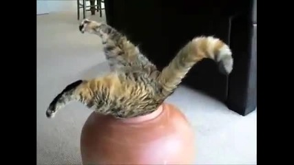 Сладки котенца