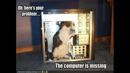 Funny Cats