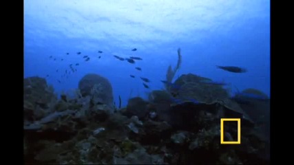 Jewels of the Caribbean ~ National Geographic - Beautiful Animals 