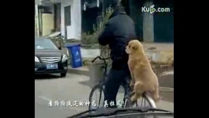 Куче на багажника на колело