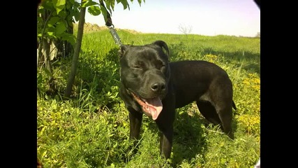 Pitbull Terier 