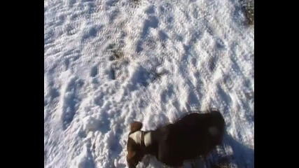 Ловни кучета