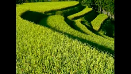 Terraced paddy fields of Japan