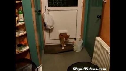 Смях как дебела котка се заклещва