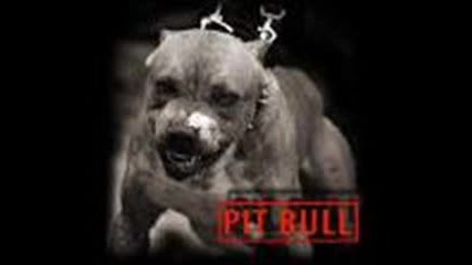 pit bulla mi 