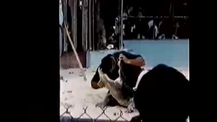 crocodile attacks