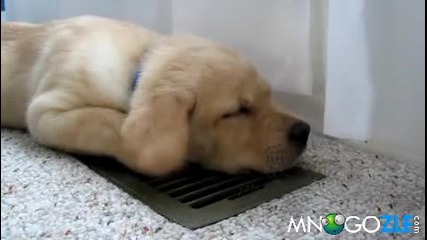 куче се охлажда на климатик