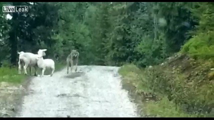 Овце атакуват вълк