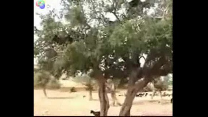 Дърво с козлета. Смях