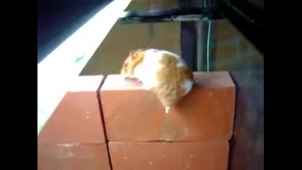 хамстер алпинист