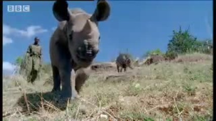 Бебето носорог намира приятели в дивата природа - bbc 