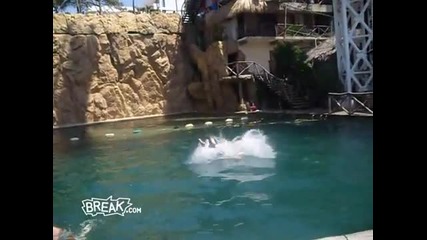 Did He Dive 