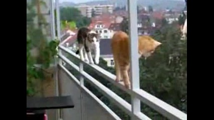 Луди Котки - смях 