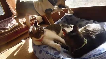 Две котки се гушкат а кучето им разваля кефа :) 