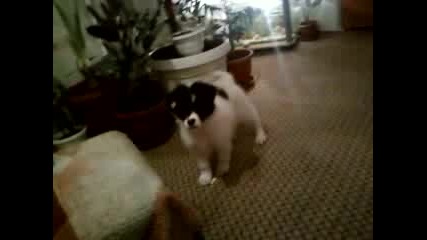Hera Na 2 Meseca