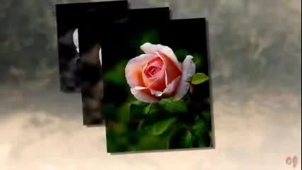 Only One Rose - Ernesto Cortazar