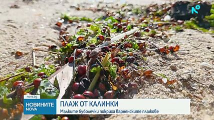 Нашествие на калинки по варненските плажове