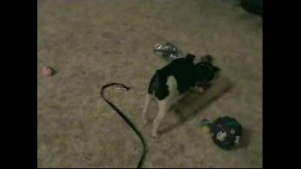 Cat Vs. Dog :d