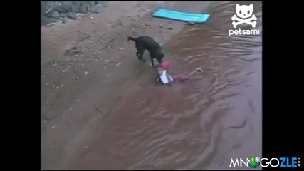 Куче спасява дете от удавяне