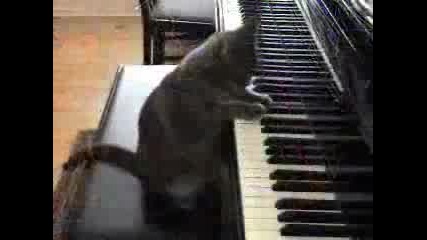 Котка Свири На Пиано - Смях