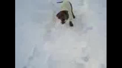 Dachshund - Dakel na Razxodka ;d
