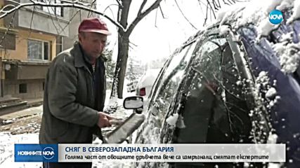 Сняг в Северозападна България: Много от овошките измръзнаха