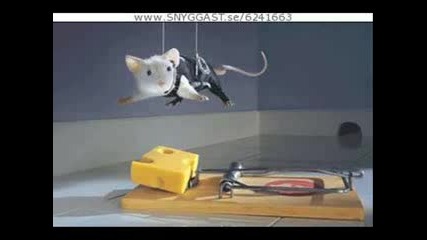 Funny Animals 