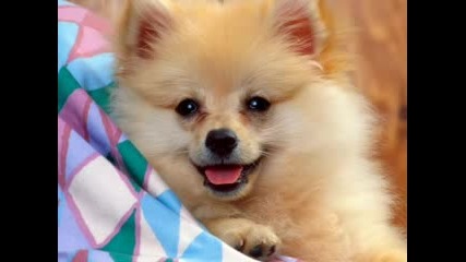 Dog Style