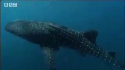 Лице в лице с кит акула - Акула терапия - едрите акули - Bbc Wildlife 