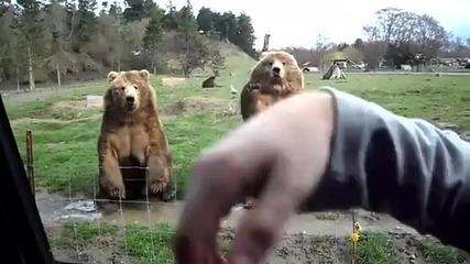 Мечка маха на жена - част 2