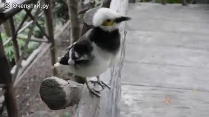 Говоряща птица беседва с туристка