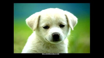 Сладки животни