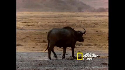 Hyenas on the Hunt