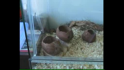 Сага За Няколко Джербила 4