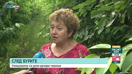 Повече от половината реколта от череши е унищожена