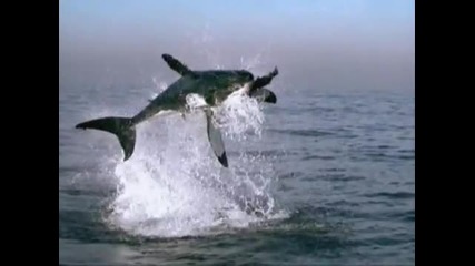 Life is Beautiful (planet Earth Rendition)