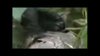 2011 Jwak.net The Coolest Bird Bu Kusu Goren Cok Sasirir Dunyanin En Guzel Hq Vbox7