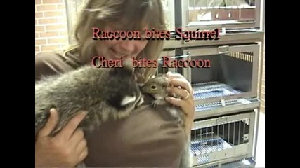 Woman-bites-raccoon-(after-racco