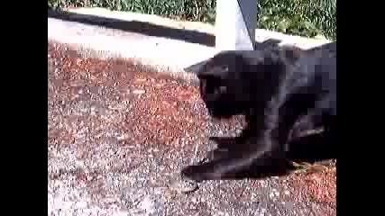 Котка изяжда змия