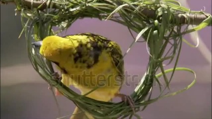 Звуци от гората