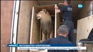 Препариран лъв задържаха на „Капитан Андреево“