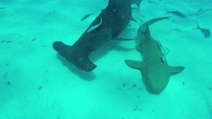 Поставяне на камера върху перката на акула чук