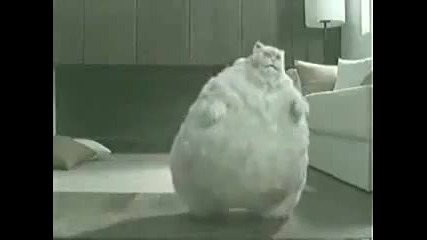 дебела котка танцува