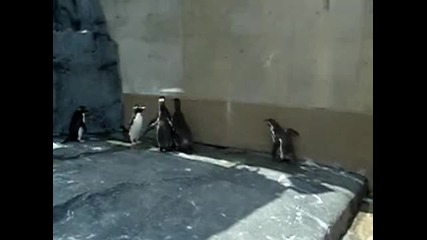 Пингвини Гонят Слънчево Зайче 