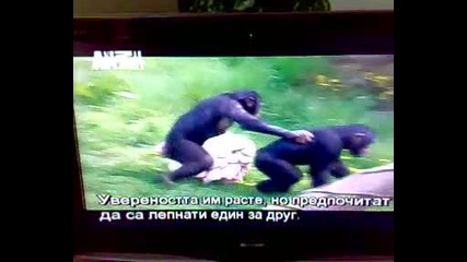 Маймуните - Бeн и Пип :d 